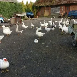 Agrohotelik. Gospodarstwo Agroturystyczne. Bałdyga M. (Młynowo )