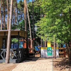Alpaki - Park Linowy Marzymięta - Zwierzęta, Spacery Z Alpakami, Zagroda, Alpakoterapia, Poznań - Wielkopolska (Czmoniec )