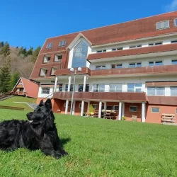 Bieszczady Noclegi I Restauracja - Domki W Bieszczadach - Hotel Perełka Cisna (Cisna )
