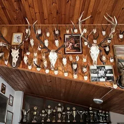 Dzika Pizza (Odolanów )