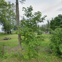 Frytki Food (Tolkmicko )