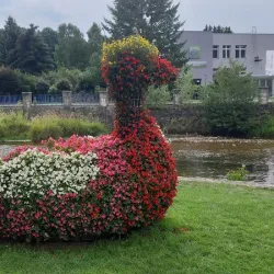 Kaczka Z Kwiatów (Lądek-Zdrój )