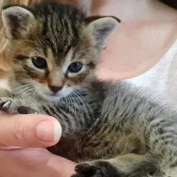 Kocia (Świętochłowice )