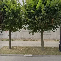 Kurcze Pieczone. Punkt Gastronomiczny (Działdowo )