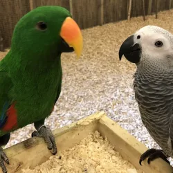 Papugarnia (Pobierowo )