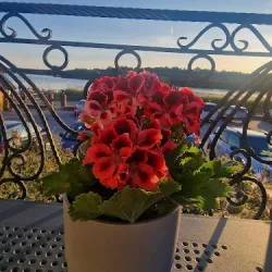Restauracja (Licheń Stary )
