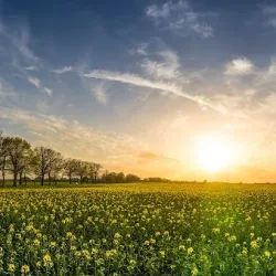 Sprzedaż Miodu Piła, Złotów I Okolice - Pasieka Bartoszkowo (Bartoszkowo )