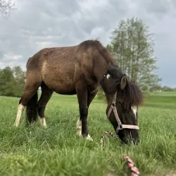 Stajnia Brawura (Ornontowice )