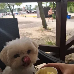 Yogoland. Lody Na Bazie Yogurtu (Ślesin )